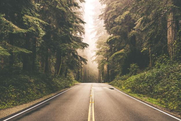 Asphalt road in the forest
